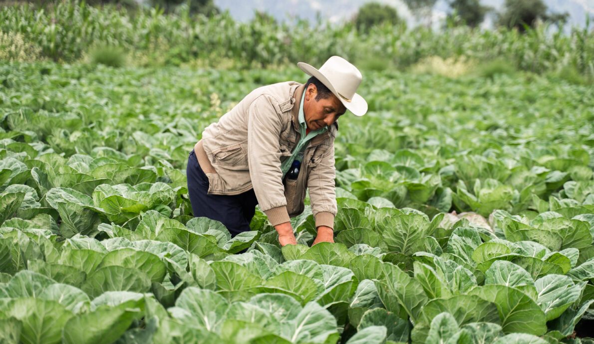 Improving Productivity and Market Access for Farmers in Guatemala