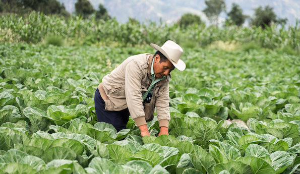 Agricultural Loans Open Doors for Rural Guatemalan Farmers
