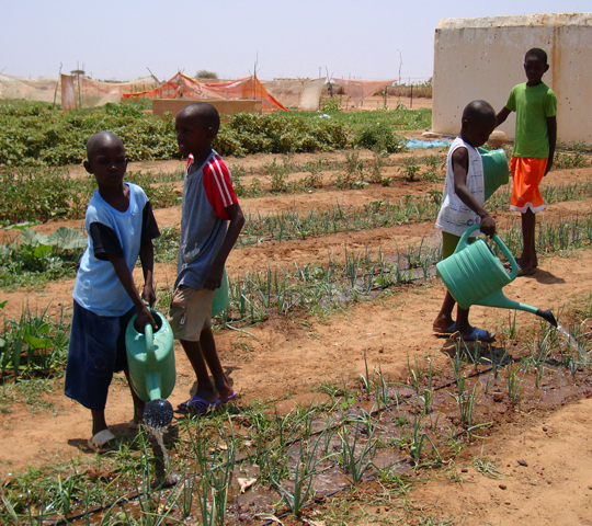 Senegalese Community Begins in the Garden