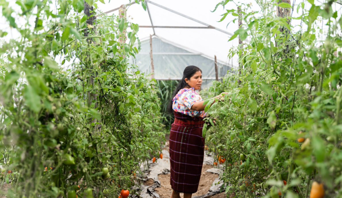 Partnering for Agricultural Education in Guatemala
