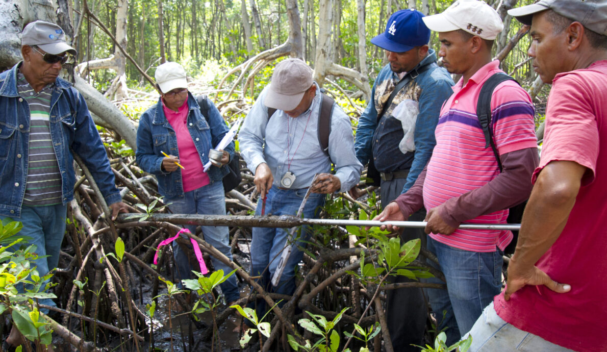 Counterpart’s study on mangroves calls for an international presence in future mitigation strategies