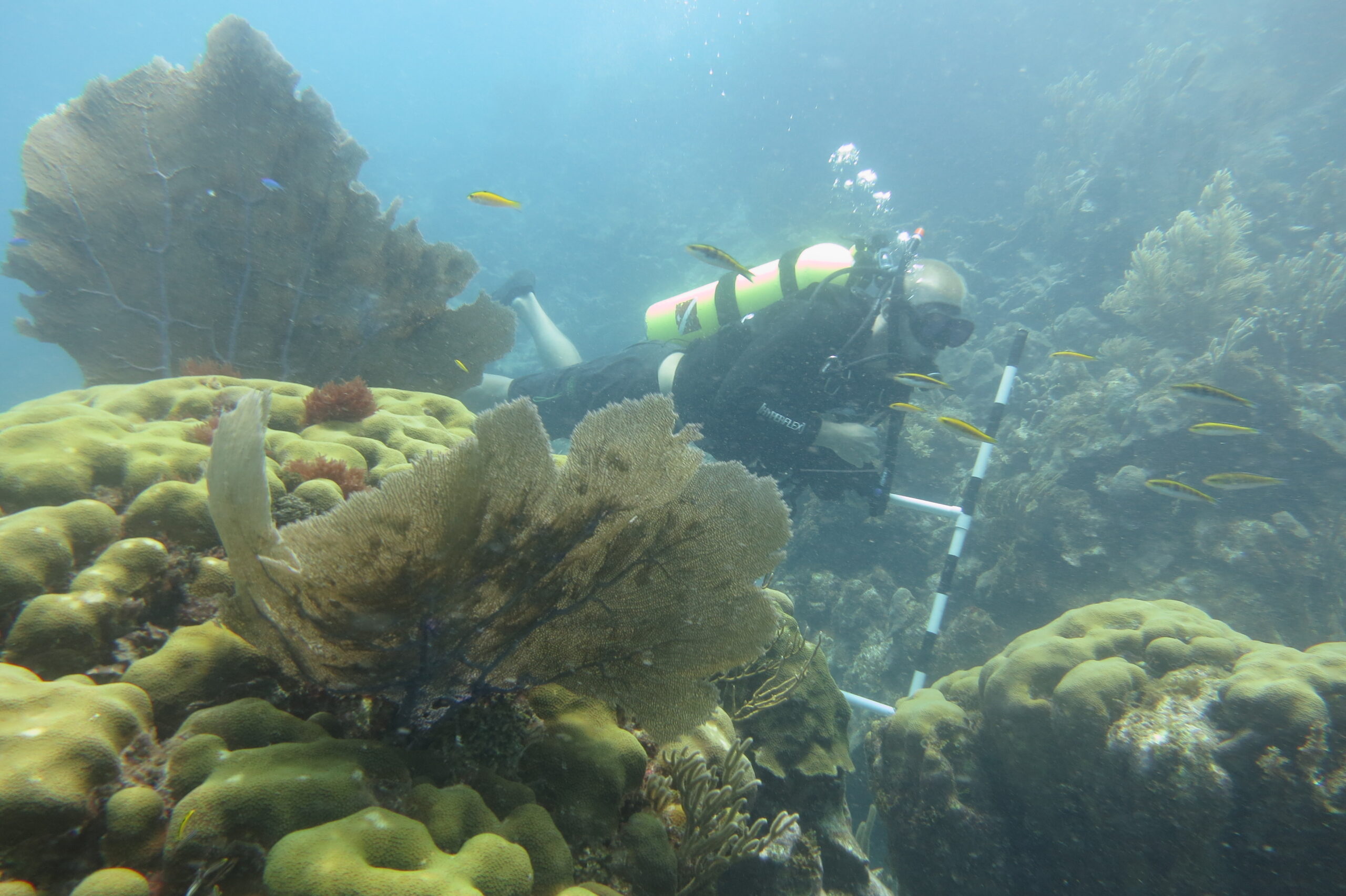 Monitoring Health Coral Reefs Montecristi