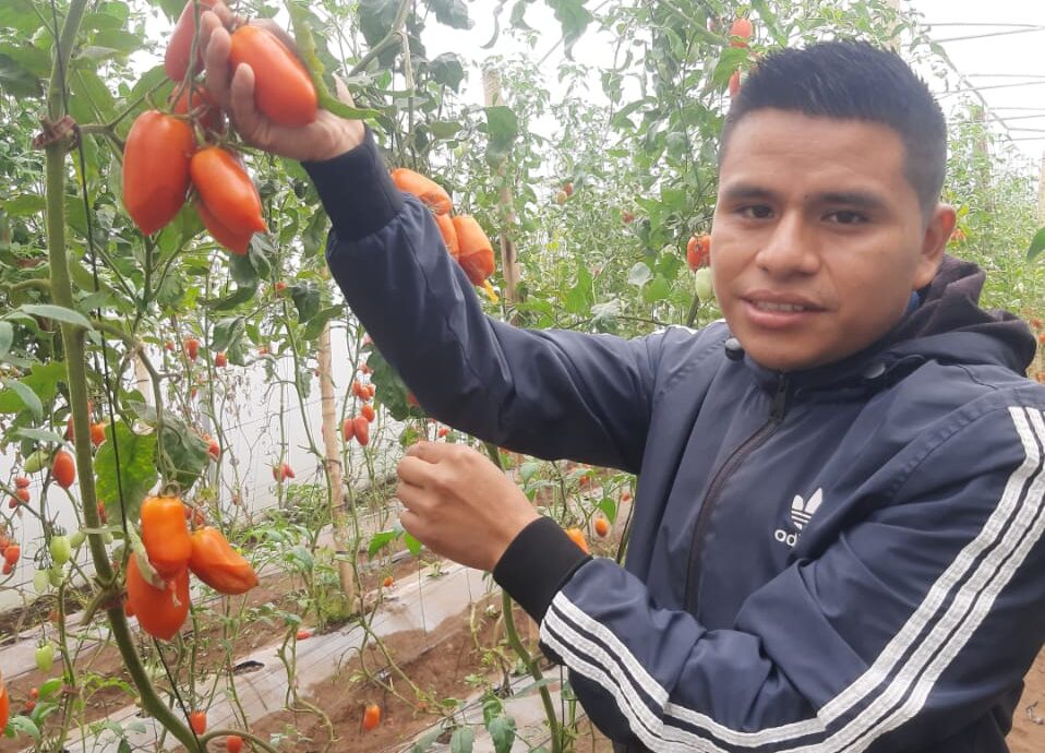 Tripling Production Through Greenhouse Technology in Guatemala