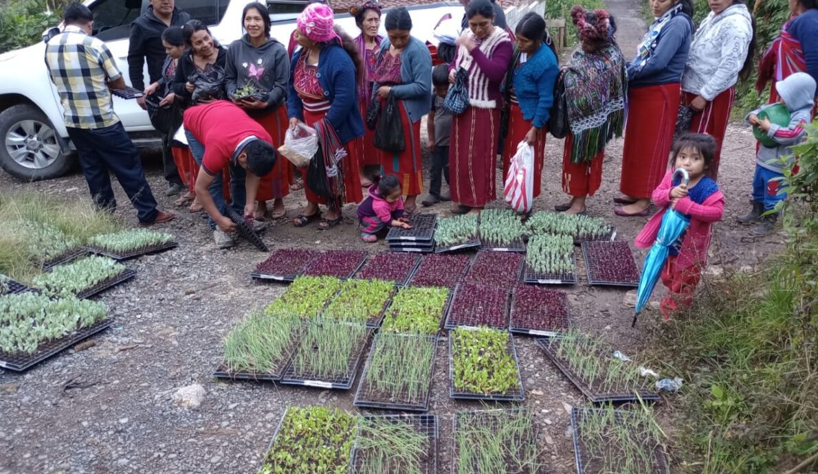 Innovative Technique Produces High-Yield Seedlings Boosting Revenue Of Guatemalan Farmers