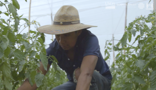 Agricultural Loans Open Doors for Rural Guatemalan Farmers